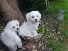 adwehb b Cute Shih Tzu Puppies