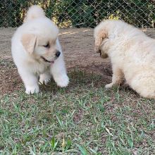 Golden retriever puppies for adoption (blenscott3@gmail.com)