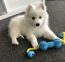 nbvfxdrrdhr Japanese spitz puppy