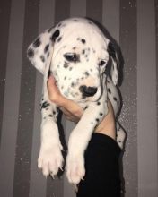 wfrgrgg Beautiful Dalmatian Puppies