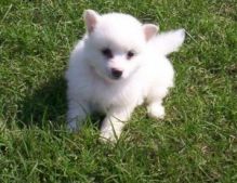 xcdb bvb american eskimo puppies ready