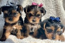 XDGRFB Yorkshire Terrier puppies