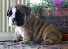 ZCBNGG CV English bulldog puppies for sale