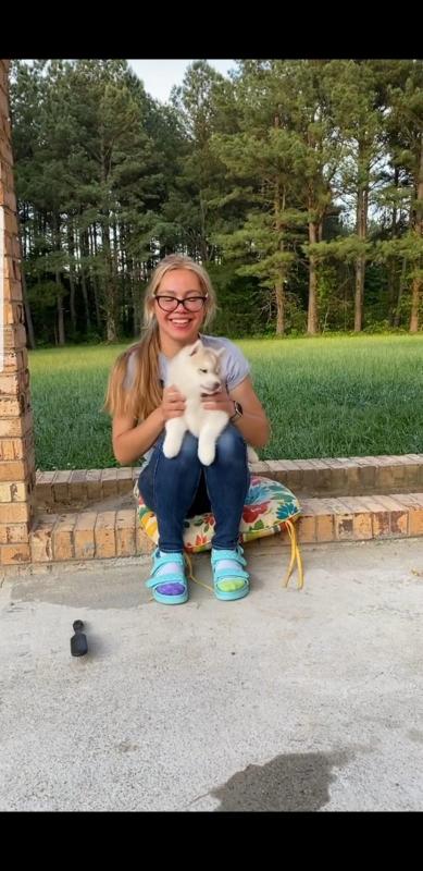 Absolutely beautiful siberian husky puppies. (krisppen2@gmail.com ) Image eClassifieds4u