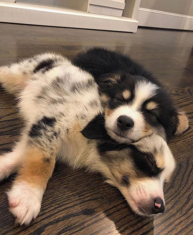 ADORABLE AUSTRALIAN SHEPHERD PUPS FOR ADOPTION (gilbertlims03@gmail.com) Image eClassifieds4u