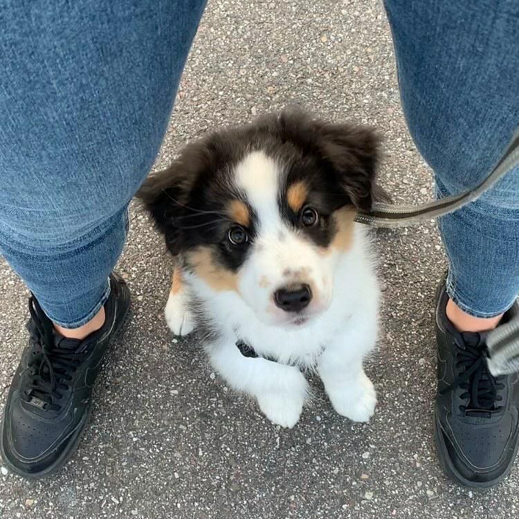 ADORABLE AUSTRALIAN SHEPHERD PUPS FOR ADOPTION (gilbertlims03@gmail.com) Image eClassifieds4u
