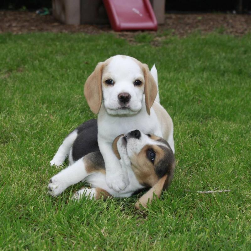 ADORABLE beagle PUPS FOR ADOPTION (renemailey3@gmail.com) Image eClassifieds4u