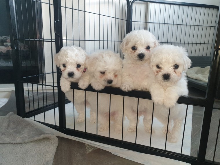 Adorable Bichon Frise puppies Image eClassifieds4u