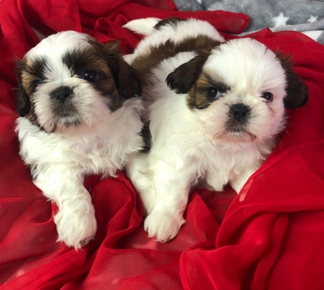 adwehb b Cute Shih Tzu Puppies Image eClassifieds4u