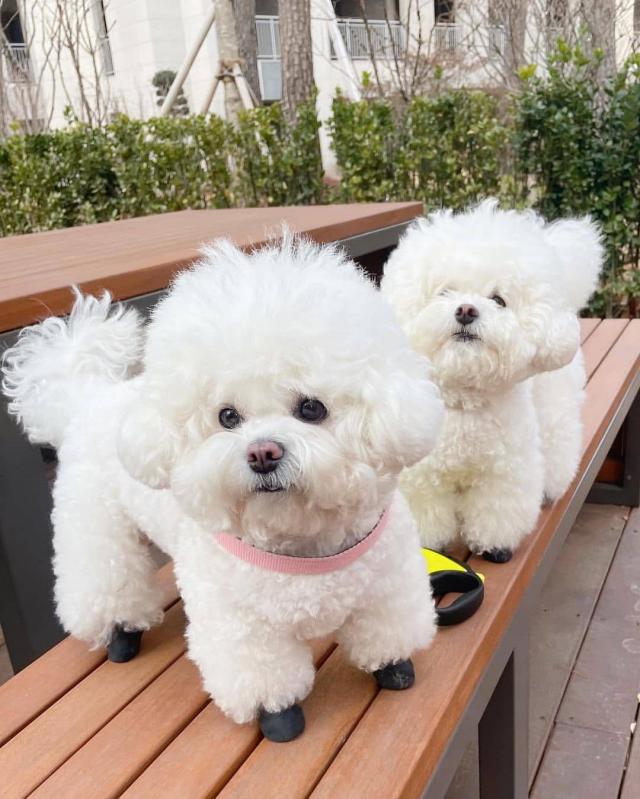 BICHON FRISE for adoption (jmalin882@gmail.com) Image eClassifieds4u