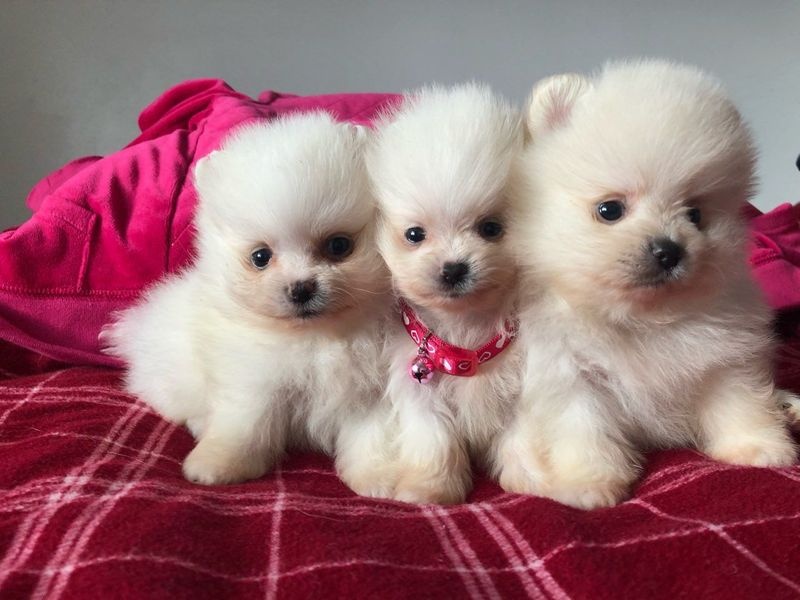 CDBFN VB Pomeranian puppies Image eClassifieds4u