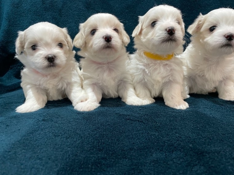 cDFHBGHCV CVBFG Gorgeous Maltese puppies Image eClassifieds4u