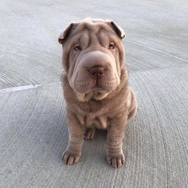 chrjuytb Sharpei Puppies Available For Sale Image eClassifieds4u