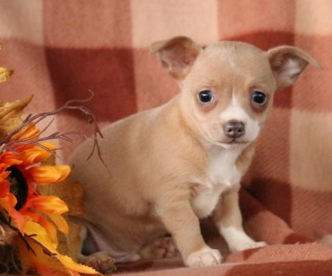 C.K.C MALE AND FEMALE CHIHUAHUA PUPPIES AVAILABLE Image eClassifieds4u