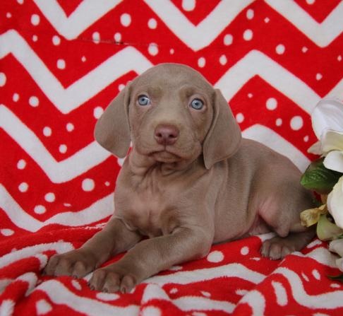 C.K.C MALE AND FEMALE WEIMARANER PUPPIES AVAILABLE Image eClassifieds4u