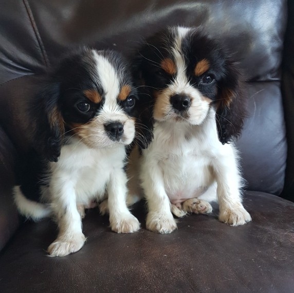 dcdgthbf Super adorable Cavalier King Charles Spaniel Puppies Image eClassifieds4u