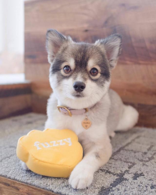 HOME TRAINED POMSKY PUPPIES FOR ADOPTION (markleeds18@gmail.com) Image eClassifieds4u