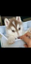 absolutely beautiful Siberian Husky puppies. (krisppen2@gmail.com ) Image eClassifieds4u 1