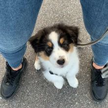 ADORABLE AUSTRALIAN SHEPHERD PUPS FOR ADOPTION (gilbertlims03@gmail.com) Image eClassifieds4u 2