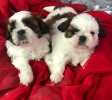 adwehb b Cute Shih Tzu Puppies Image eClassifieds4u 2