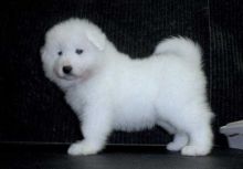 afegdv vrgr Samoyed Puppies For Sale Image eClassifieds4u 2