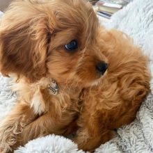 cavapoo PUPPIES ( peteralex65020@gmail.com ) Image eClassifieds4u 1