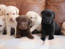 cgrf fgrfhth Labrador Retriever puppies Image eClassifieds4U
