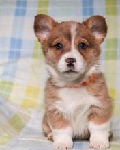 🟥🍁🟥 CANADIAN MALE AND FEMALE PEMBROKE WELSH CORGI PUPPIES AVAILABLE Image eClassifieds4U