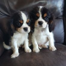 dcdgthbf Super adorable Cavalier King Charles Spaniel Puppies Image eClassifieds4U