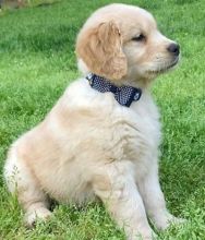 Golden retriever puppies for adoption (blenscott3@gmail.com) Image eClassifieds4u 2