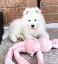 Samoyed READY FOR NEW HOME ( kanegray552@gmail.com ) Image eClassifieds4u 1