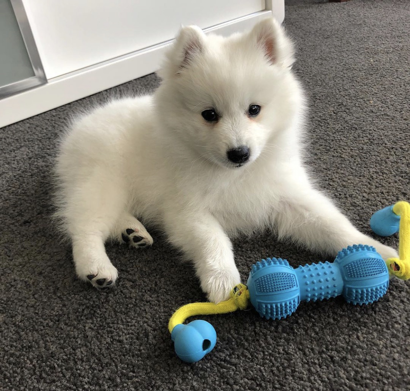 nbvfxdrrdhr Japanese spitz puppy Image eClassifieds4u