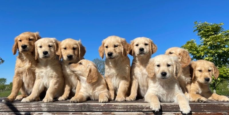 sAFVSGF CVFF Adorable Golden Retriever Image eClassifieds4u