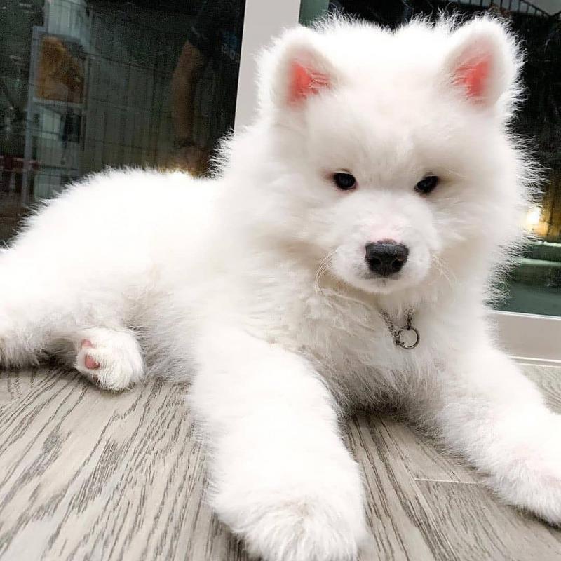 Samoyed READY FOR NEW HOME ( kanegray552@gmail.com ) Image eClassifieds4u