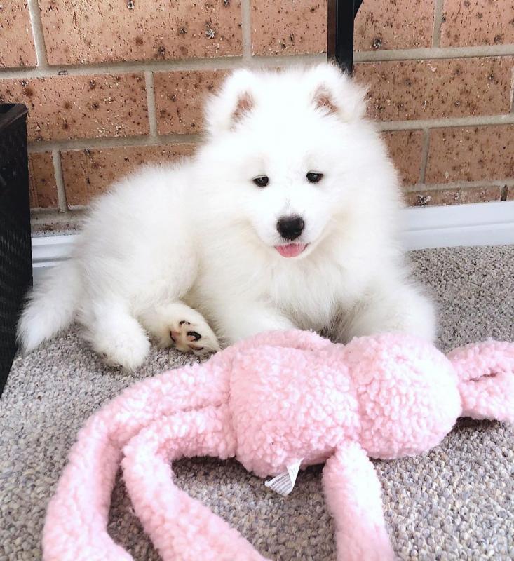 Samoyed READY FOR NEW HOME ( kanegray552@gmail.com ) Image eClassifieds4u