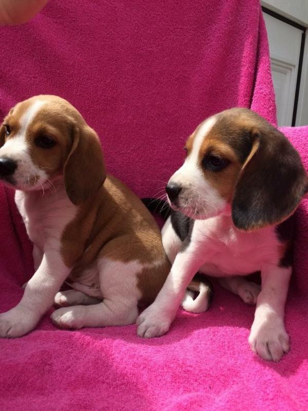 SFHH BNHJHK Home raised Beagle Puppies Image eClassifieds4u