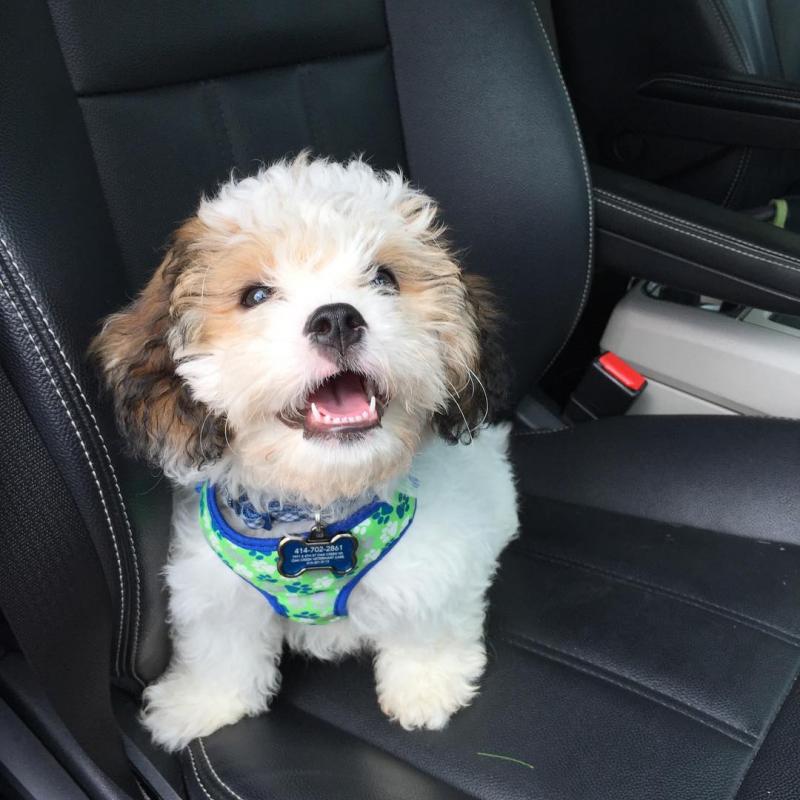 SHIH TZU PUPPIES FOR ADOPTION (yannickbree@gmail.com) Image eClassifieds4u