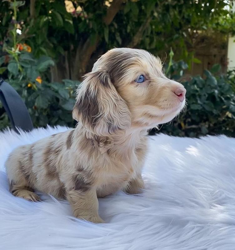sweet dachshund puppies for adoption (clintongreen269@gmail.com) Image eClassifieds4u