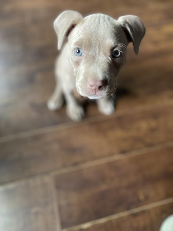 XL american bully Image eClassifieds4u