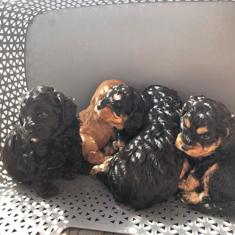 zxvd cgng n ghytj Cavoodle ready Image eClassifieds4u