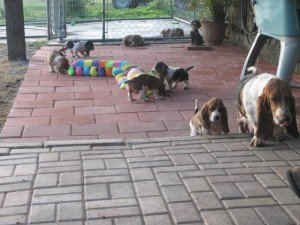 cb v bg six Basset Hound puppies f Image eClassifieds4u