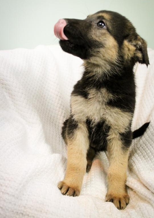 🟥🍁🟥 C.K.C MALE AND FEMALE GERMAN SHEPHERD PUPPIES 🟥🍁🟥 Image eClassifieds4u