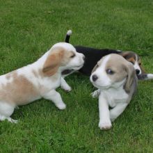 ADORABLE beagle PUPS FOR ADOPTION (renemailey3@gmail.com)