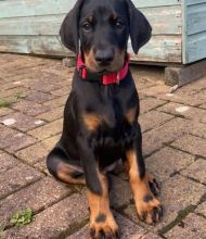 Adorable Doberman Pups Available