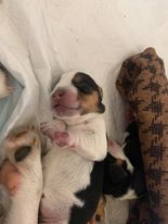 beagle puppies