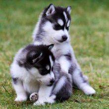 🟥🍁🟥 MALE AND FEMALE SIBERIAN HUSKY PUPPIES 🟥🍁🟥