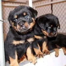 ROTTWEILER AVAILABLE FOR SALE READY TO GO