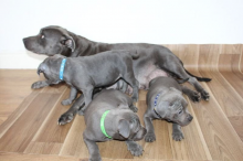 Staffordshire bull terrier pups ready to go