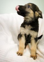 These Male and Female GERMAN SHEPHERD Puppies Ready,