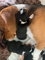beagle puppies Image eClassifieds4u